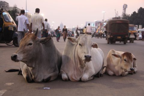 pomor-krava-indija